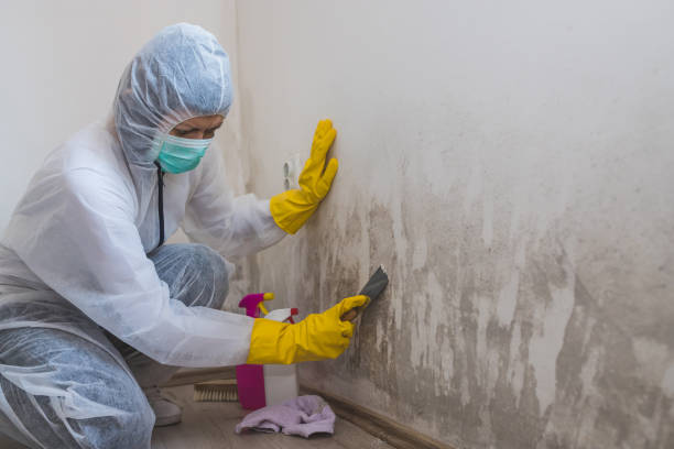Best Home Mold Removal  in Fruitdale, CA
