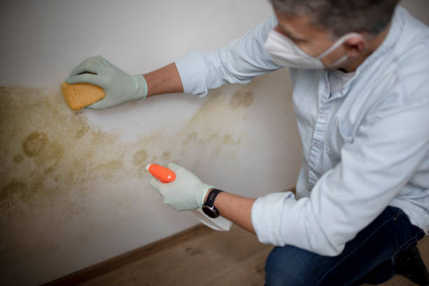 Fruitdale, CA Mold Removal Company