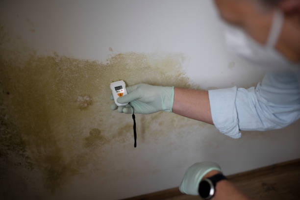 Best Fast Mold Removal  in Fruitdale, CA