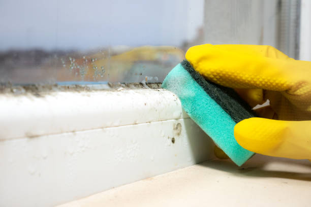 Best Mold Cleaning Services  in Fruitdale, CA
