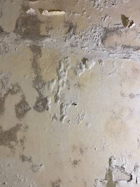 Best Mold Removal Near Me  in Fruitdale, CA