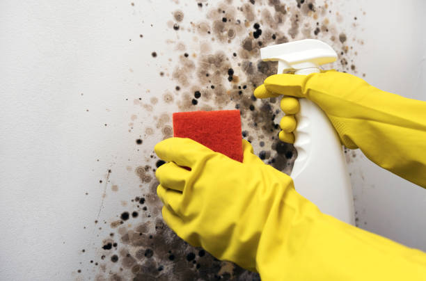 Best Local Mold Removal Service  in Fruitdale, CA