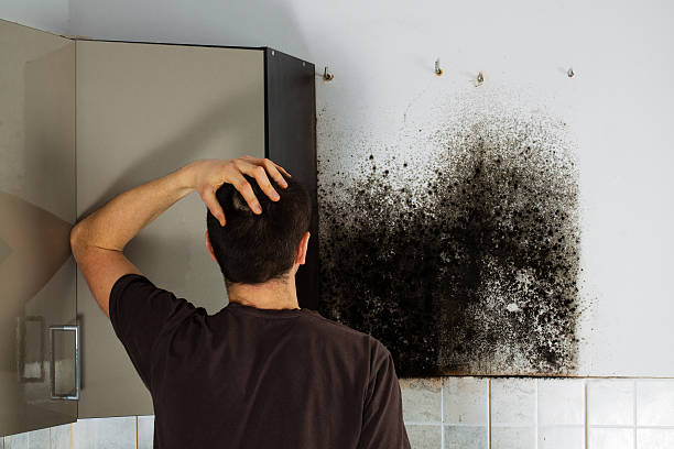 Best Black Mold Removal  in Fruitdale, CA