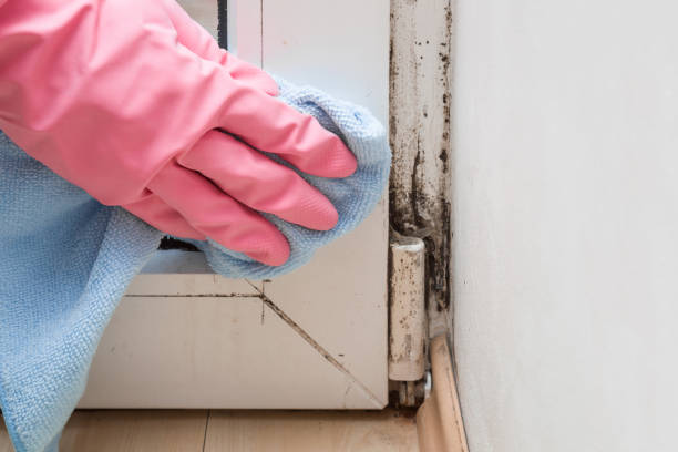 Best Mold Removal Near Me  in Fruitdale, CA