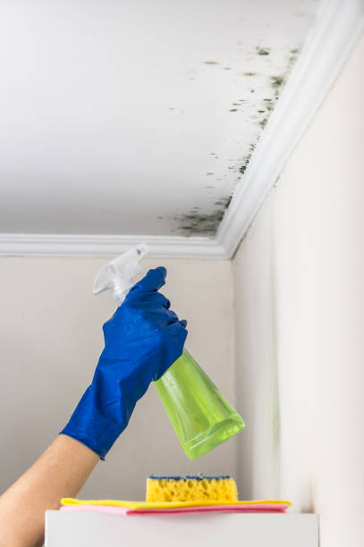 Best Mold Testing  in Fruitdale, CA